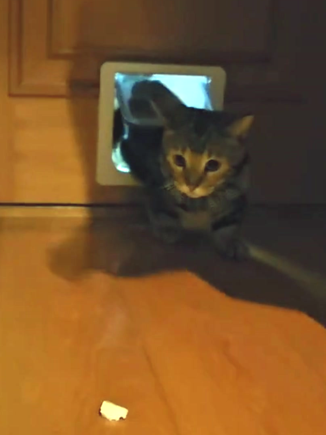 猫ちゃん想いのペットドア設置：豊中市